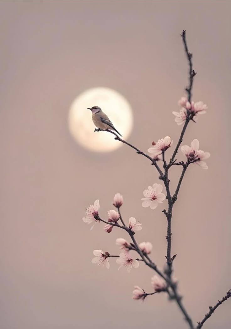 #Haiku

Ciruelo en flor
ruiseñor que no calla
¡ y yo tan solo !

I. Kobayashi