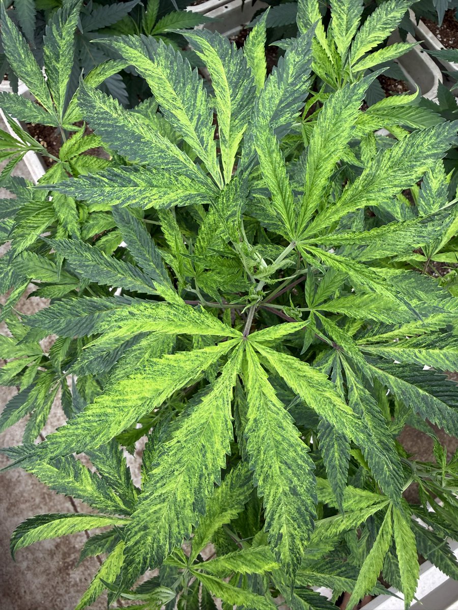 Chem D x Chem D x Chemdog 91 BX2  = Deadhead Chem.