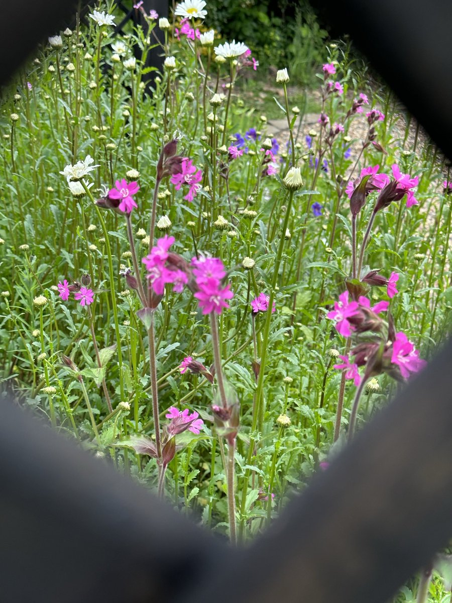 DollysGarden's tweet photo. Trellis framing my flower assortment nicely.
#AlphabetChallenge #WeekFforFramed https://t.co/yUn8X4Z849