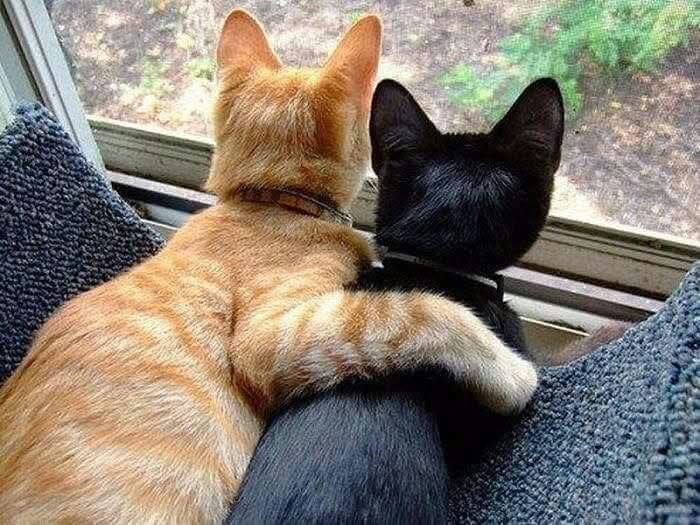 MiniCooperNG's tweet photo. Biz, sevgimizi bir tek güne sığdırmayanlardanız! 😽💕😻🐾 🌹
#14subatsevgililergünü https://t.co/YUsGWHcwJj