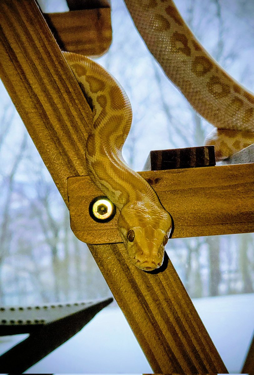 Champion Pythons tweet media