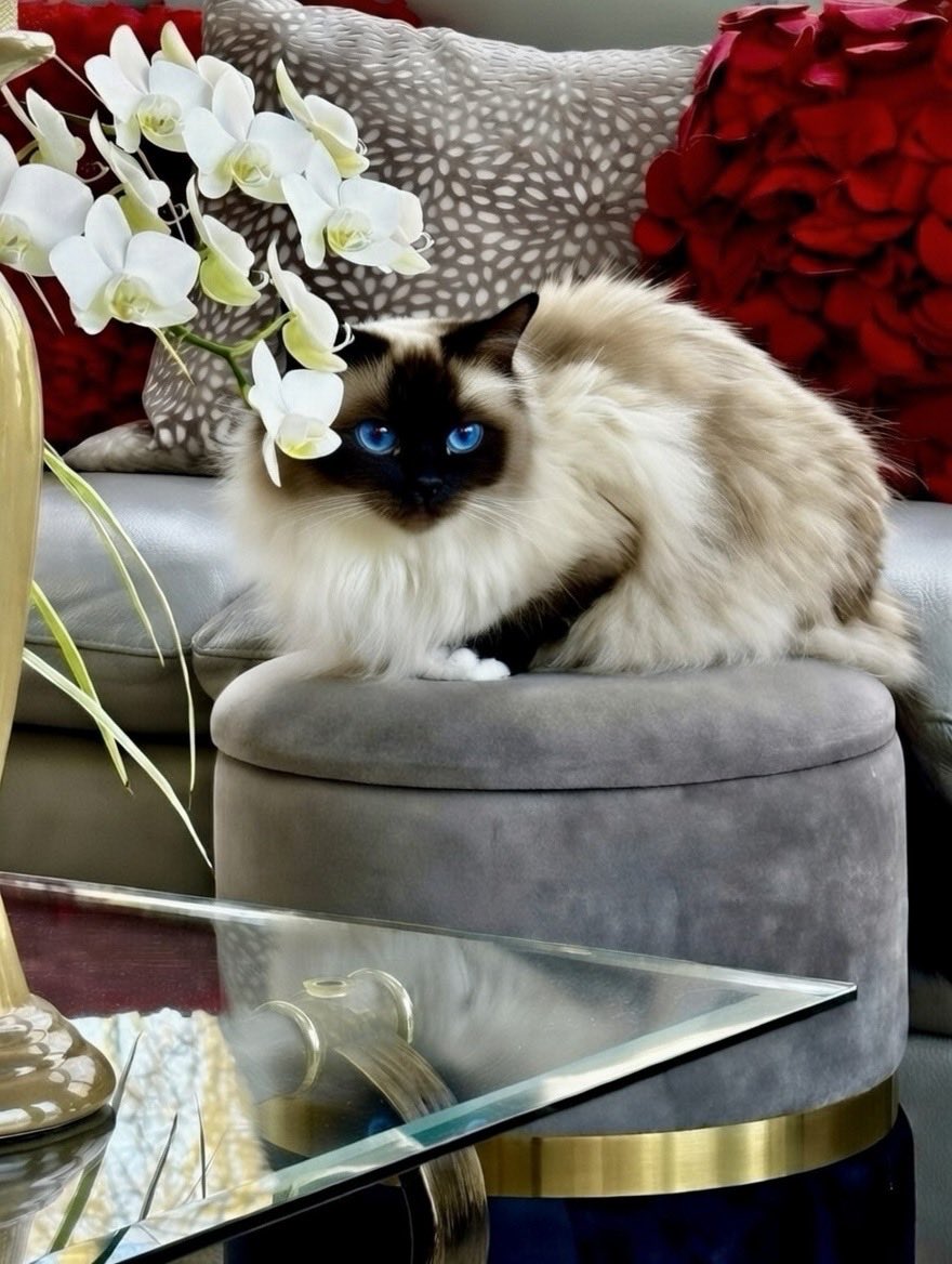 Orchids can only mirror and honor a fraction of the rare, beautiful and courageous spirit of Barbara. She was dearly loved and now missed by so many <a href="/BellaShihTzuAce/">Bella🇬🇧</a>  💔♥️💔 #CatsOfX #ForBarbara