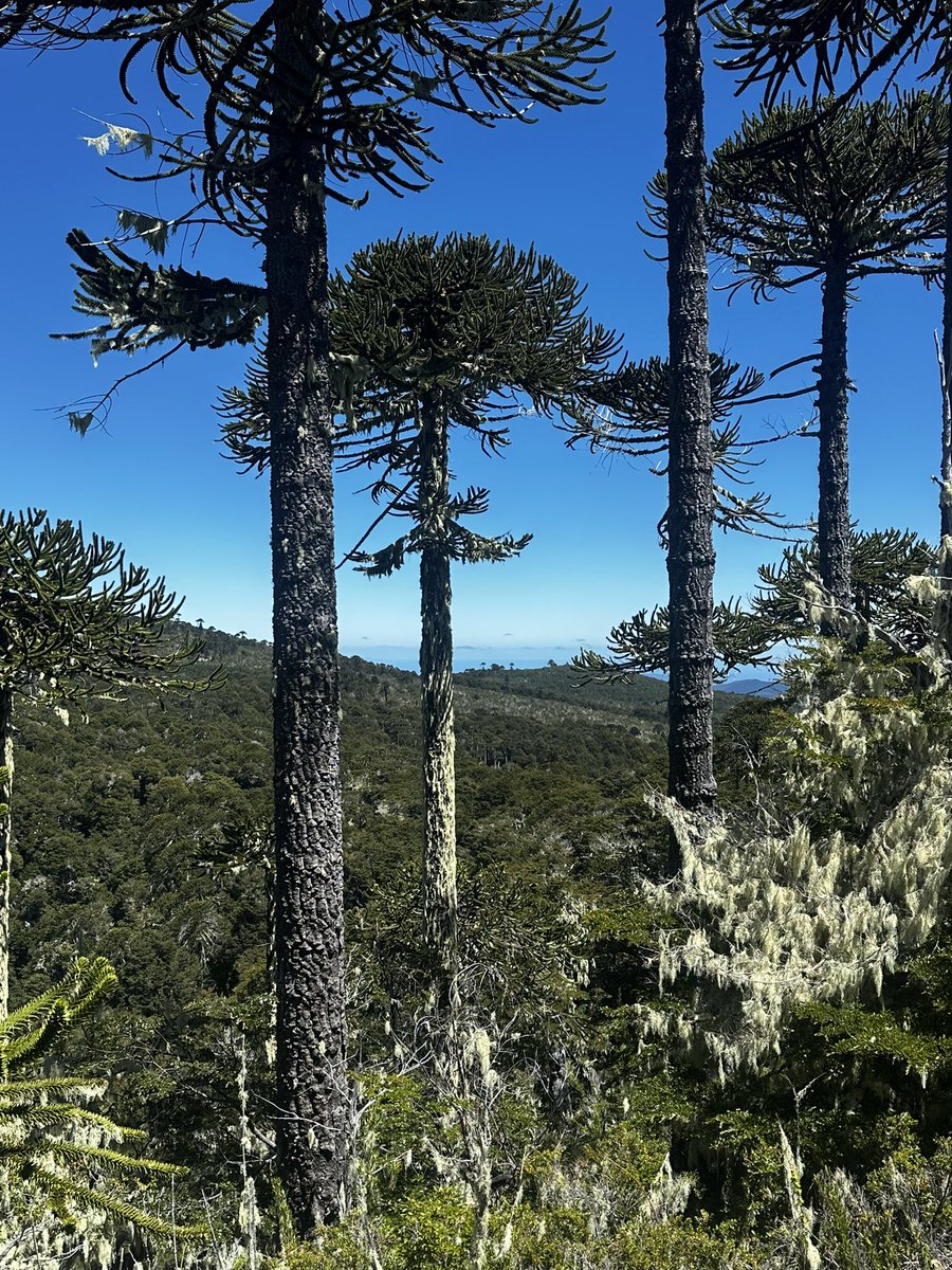 LogosCzar's tweet photo. @calvinfroedge I’m in Chile now https://t.co/SrVml2zNe0