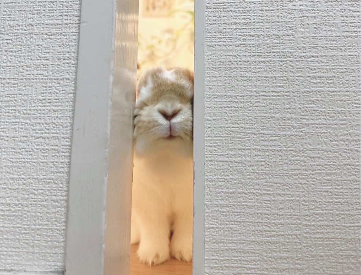 Bun: Mifa (_bunny_mifa_ on Insta)