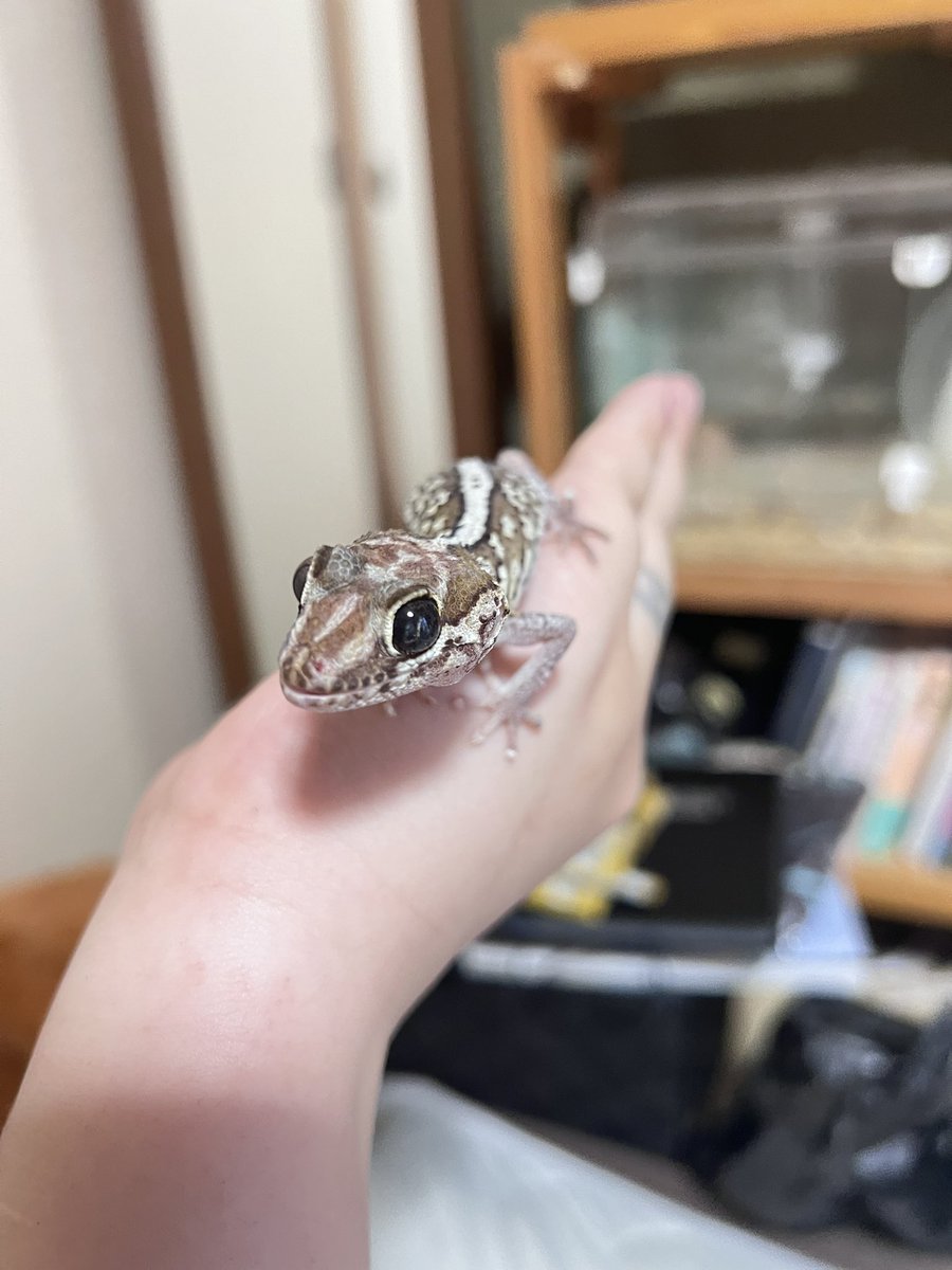 fsnl20014019's tweet photo. 本当に生き物が好き。
今はもうみんな亡くなってしまったけど
本当に可愛かった。
だから猫カフェとか犬カフェとか
小動物カフェとか行くの大好き https://t.co/kChZwca7tG