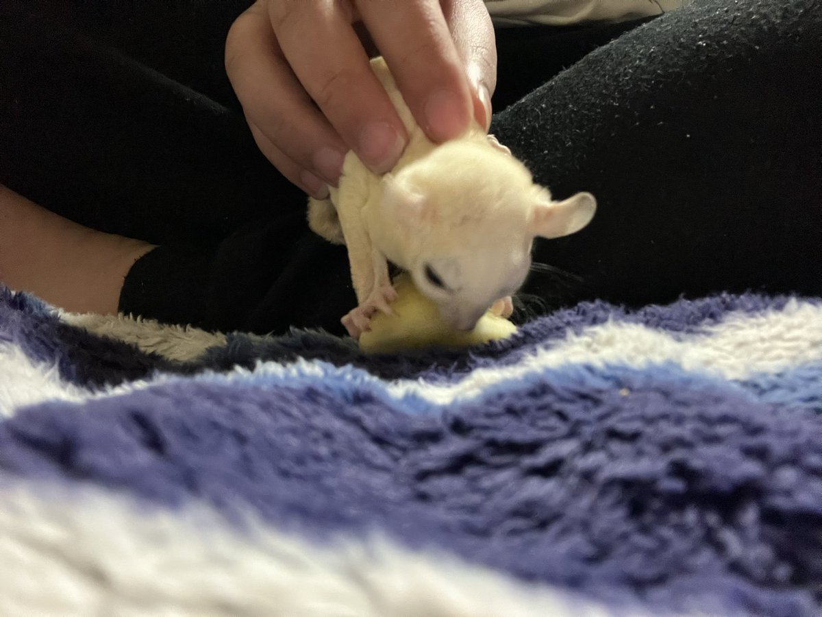 fsnl20014019's tweet photo. 本当に生き物が好き。
今はもうみんな亡くなってしまったけど
本当に可愛かった。
だから猫カフェとか犬カフェとか
小動物カフェとか行くの大好き https://t.co/kChZwca7tG