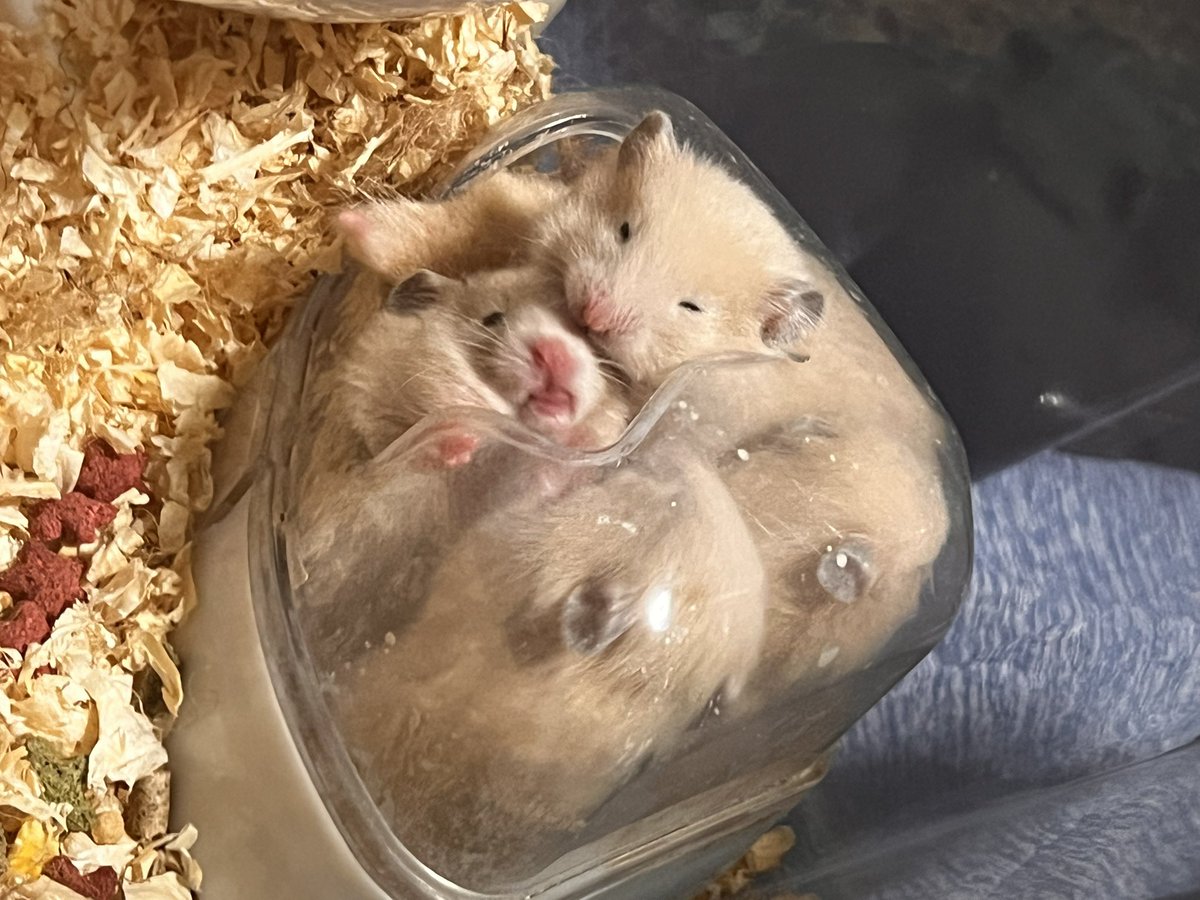 fsnl20014019's tweet photo. 本当に生き物が好き。
今はもうみんな亡くなってしまったけど
本当に可愛かった。
だから猫カフェとか犬カフェとか
小動物カフェとか行くの大好き https://t.co/kChZwca7tG