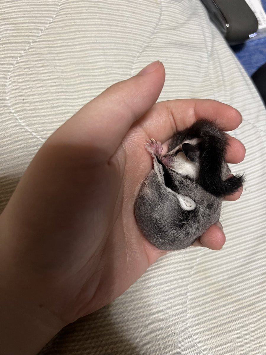 fsnl20014019's tweet photo. 本当に生き物が好き。
今はもうみんな亡くなってしまったけど
本当に可愛かった。
だから猫カフェとか犬カフェとか
小動物カフェとか行くの大好き https://t.co/kChZwca7tG