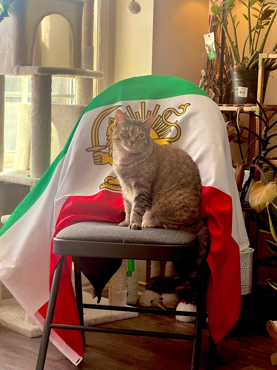 شیر کوچولوی خونه میدونه جای درست کجاست🥹😍