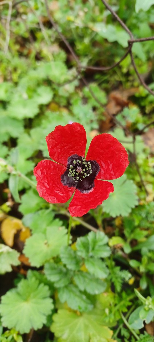 Panayiotis G Dimitrakopoulos tweet media