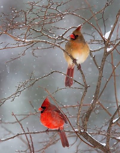 🌲Norway Pine 🇳🇴🐇 (@norway_pine) on Twitter photo 