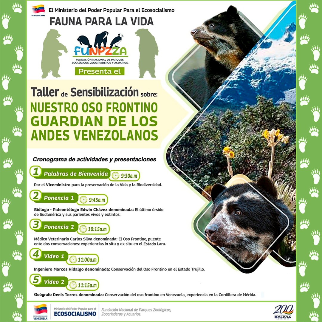 disfrasaurio's tweet photo. En el marco del #21febrero, Día Internacional para la Protección de los Osos del Mundo, tenemos el placer de invitarles al TALLER DE SENSIBILIZACIÓN SOBRE NUESTRO OSO FRONTINO, GUARDIAN DE LOS ANDES VENEZOLANOS, mas información en el siguiente enlace [https://t.co/6845NNzKjs] https://t.co/oNSvw2DPvT