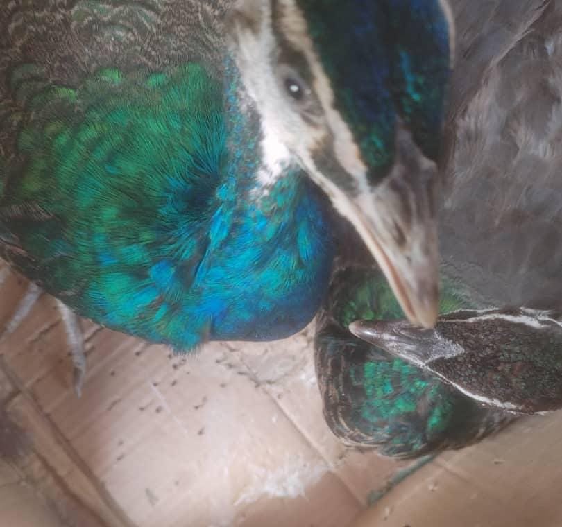 FUNAAB Nigeria tweet media