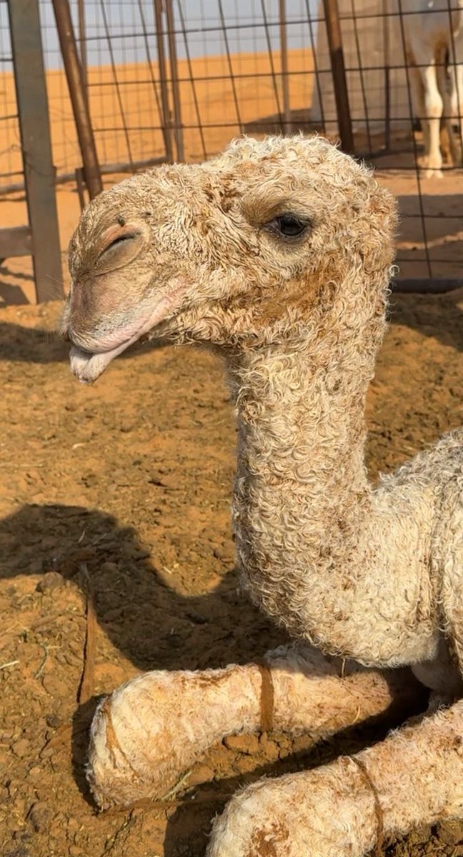 مرتع الذود،، ابو مهنا ،، #بطل_شلفاء_الوضح tweet media