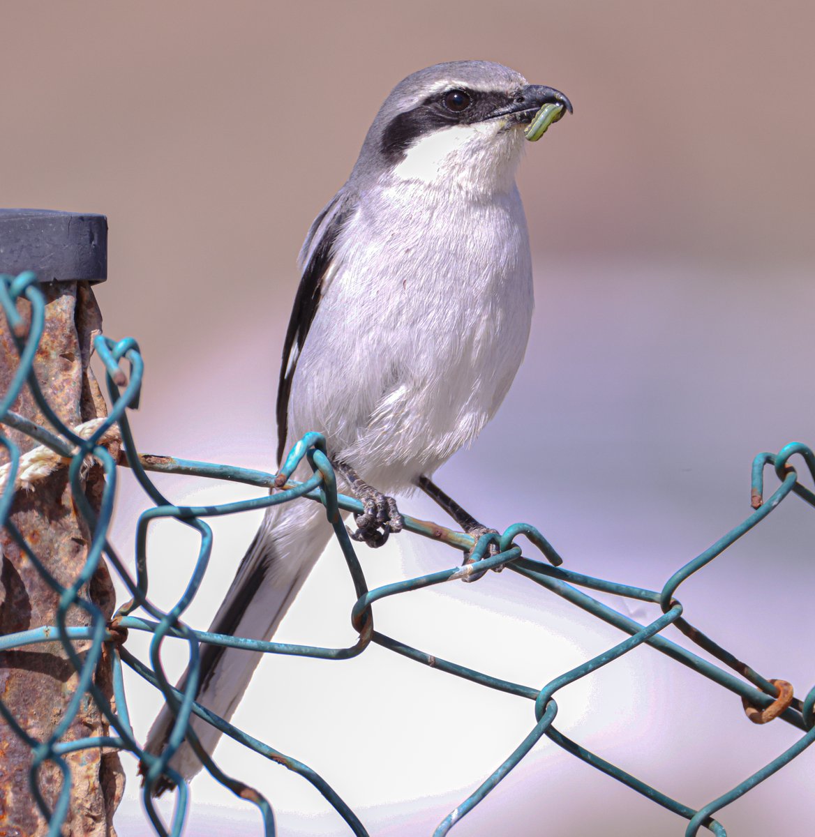 Southern Grey Shrike earlier today