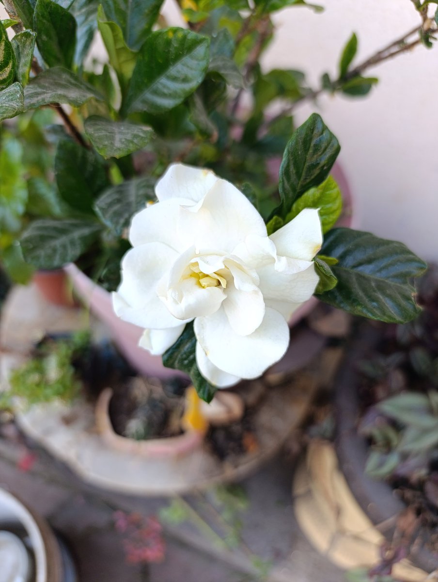AleTR_'s tweet photo. Empezando el calorcito y ya salió la gardenia... Siempre con ese olor particular. https://t.co/d86sEA3dwZ