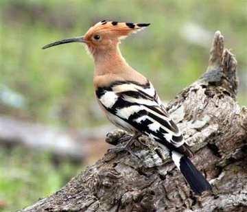 فووووووووووووق السسسسسسحاب.  عالي 
يويل من يعدينا. ياوييييييييييله 
نسسسسسسقيه السم بالالي 
ونركع الطغيان  والجاره 
             يخجل.   يوم يسمع اخباره 
لا يمسي ابوه ولا داره.     
رساله عاجله باللغه وتوصل كل قاره 
👇👇👇👇👇👇👇