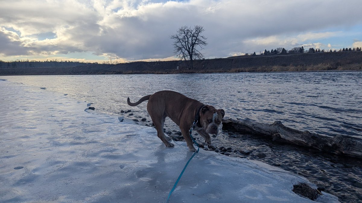 TruckinEh 🚛💨🇨🇦🇺🇸 tweet media