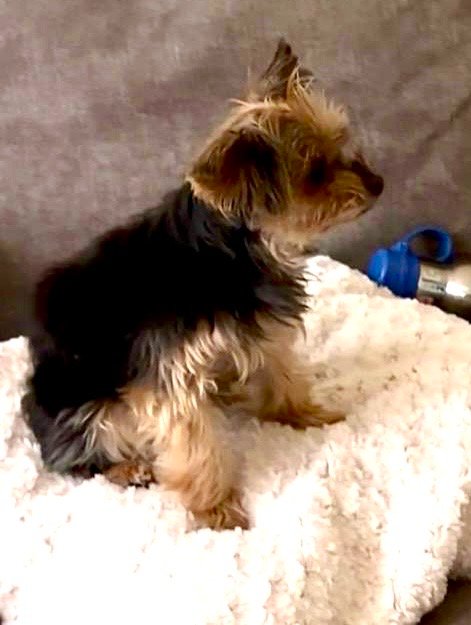 Missing Pets GB tweet media