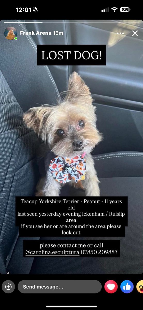 PEANUT TINY YORKIE, MISSING FROM ICKENHAM 
Lost from front garden, St George's Drive #Uxbridge on evening of 27 December 2025

She is a little tiny dog, same size as a bag of sugar!

Please check your gardens, your garages, sheds 
She has a desperate, loving family
#stolendoghour