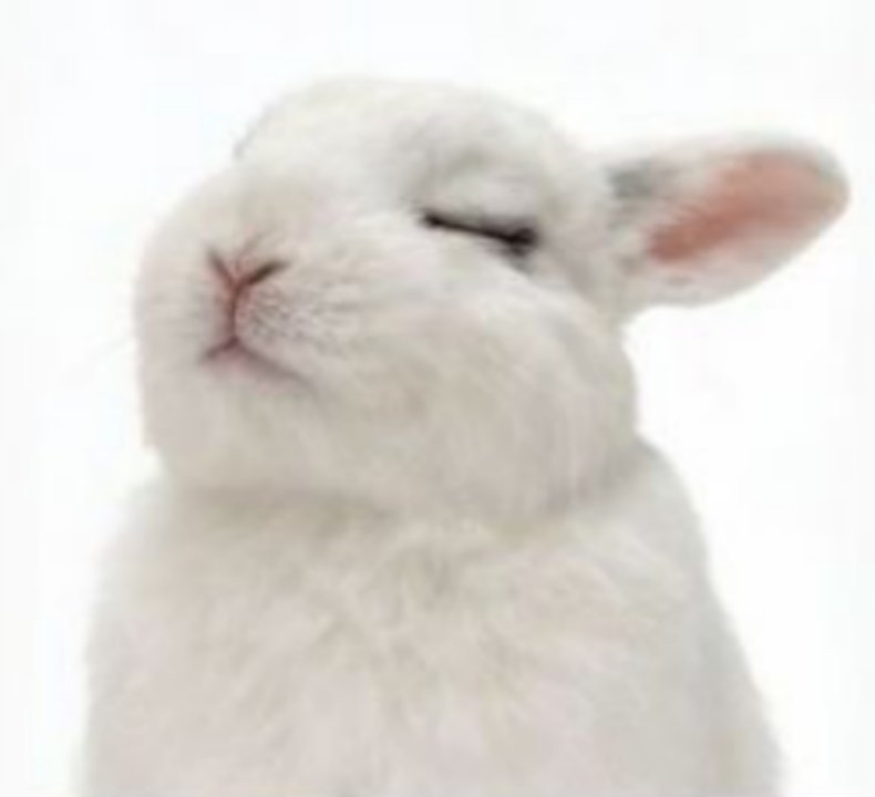 omar as bunny🐇 (@omarasbunny) on Twitter photo 