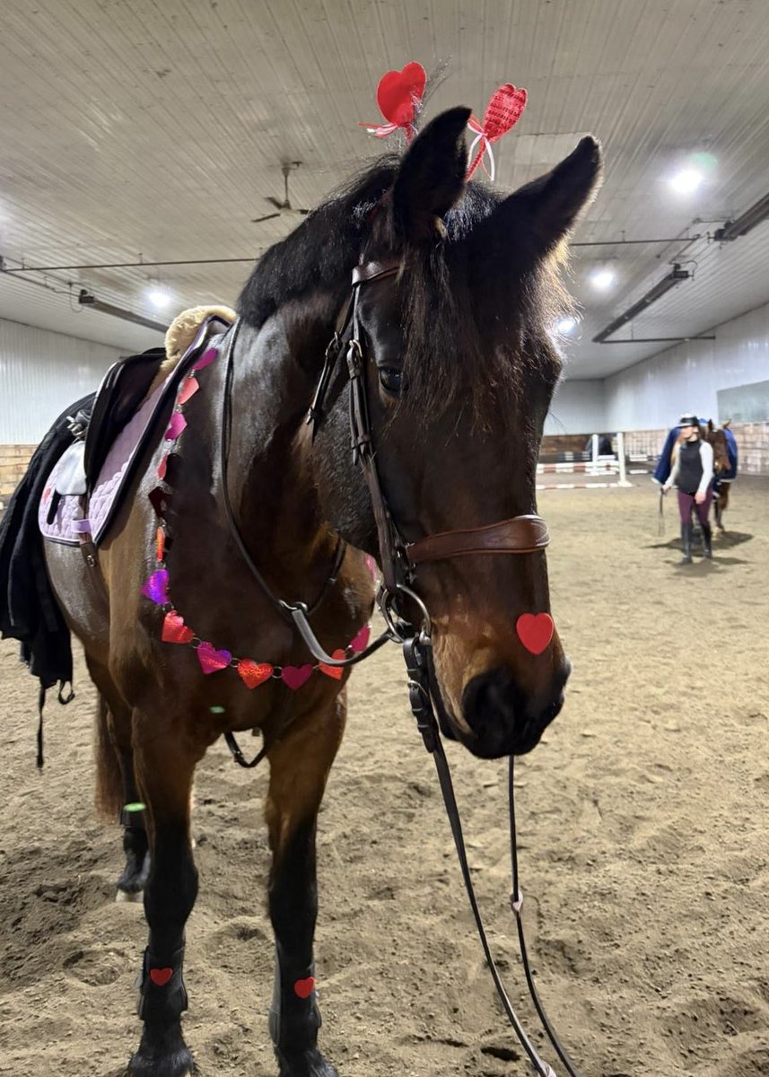 pelmacstables's tweet photo. We hope everyone had a great time at our Valentine’s Day course day 💝 We enjoyed watching some impressive riding yesterday 🌟 🦄 💕 https://t.co/x2kiJapQCn