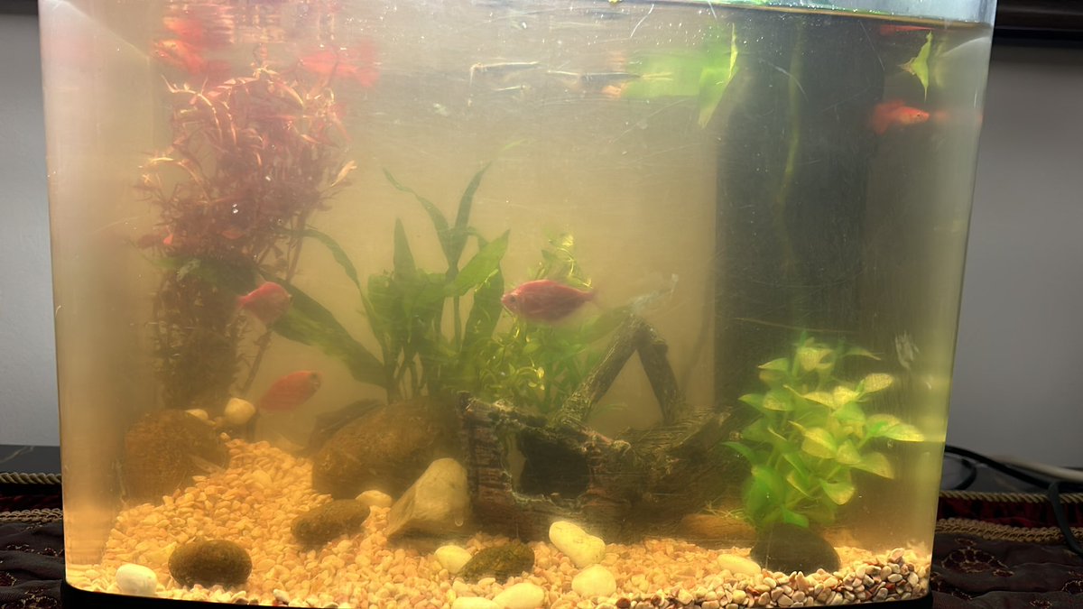 divadijah8's tweet photo. GUYS 
I GOT THE WRONG WATER CONDITIONER FOR MY TANK, and NOW ITS A BLACKWATER INSTEAD OF NORMAL CLEAR WATER 😭😭😭

It is still very healthy, but it’s dark😭

P.S. I miss it in here https://t.co/5ejJtIe06k