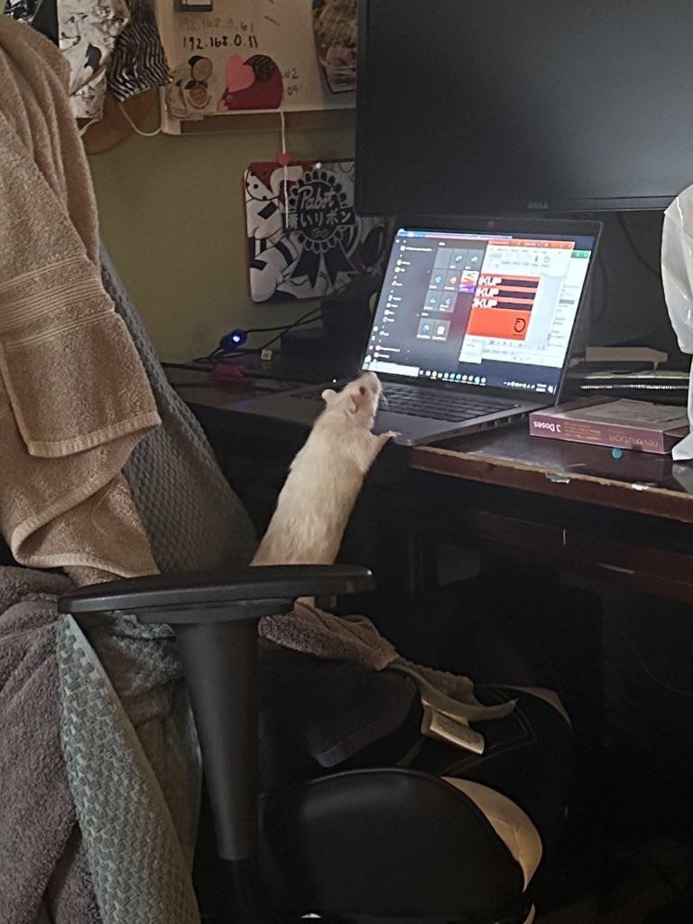 LegalizeRats's tweet image. his ass is not working