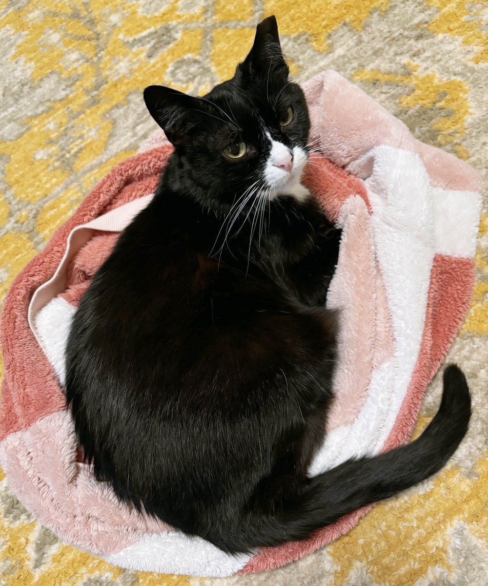 KiwiCat 🥝🐱 LIVE 8PM EST - FFXIV tweet media