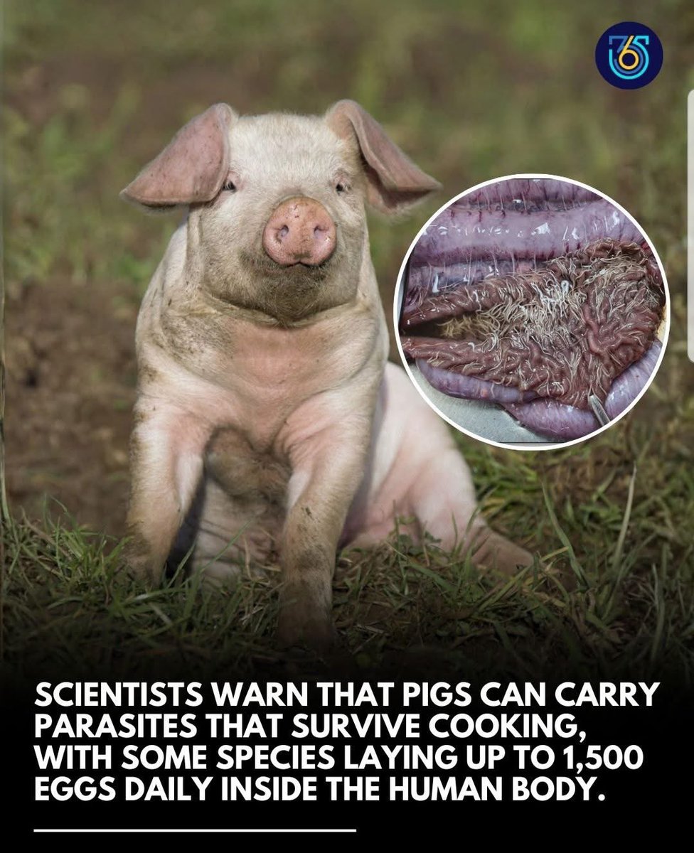 1,400 years ago, Islam said do not eat pork, long before microscopes or modern science. Today, science shows pork carry harmful parasites. 

Some people mock this Islam prohibition before, but now advance science confirms it, what now?💁🏻‍♂️

Every rule in Islam has wisdom behind it.