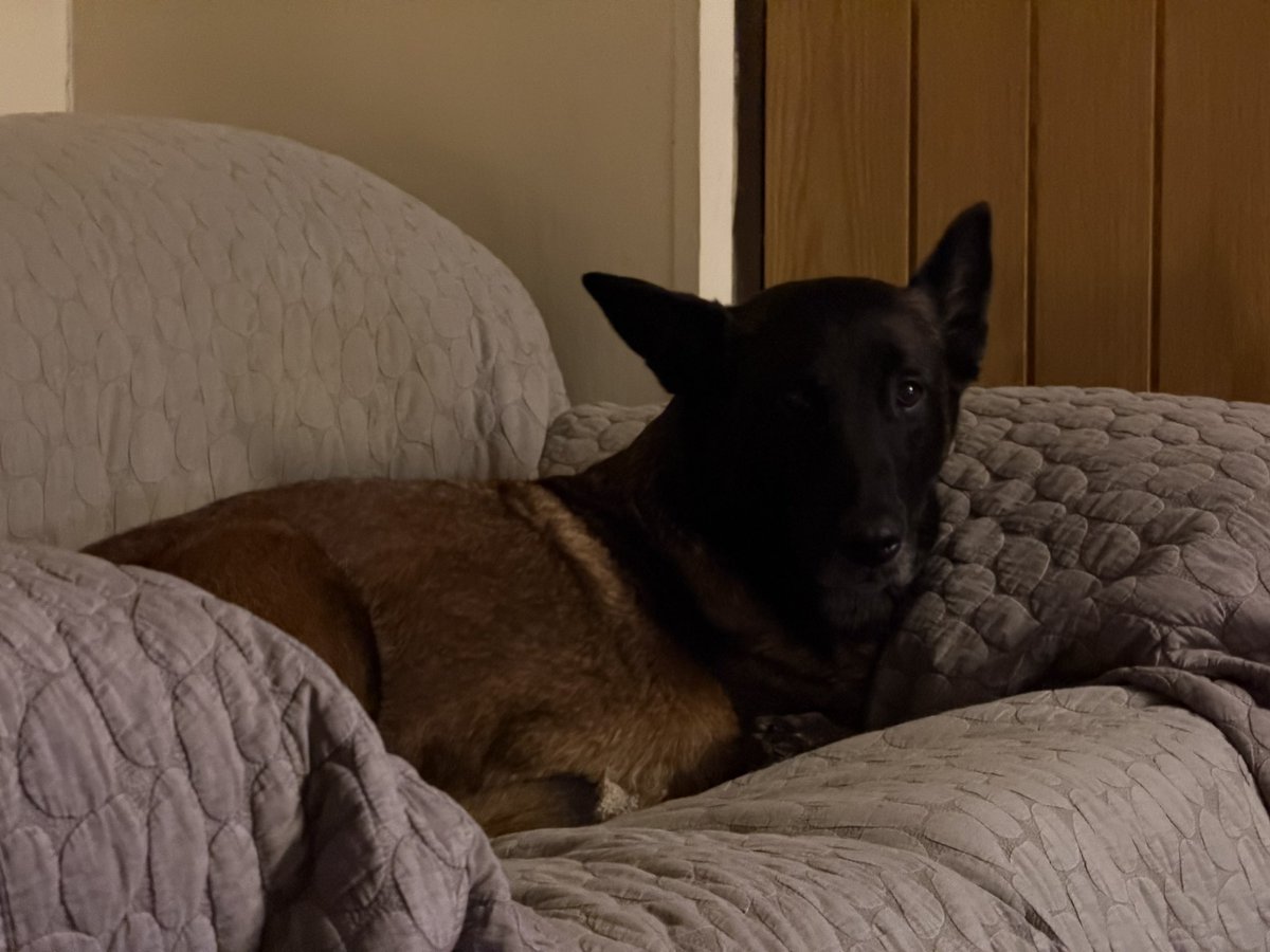Chappers 🐾🐝 🙋‍♀️ tweet media