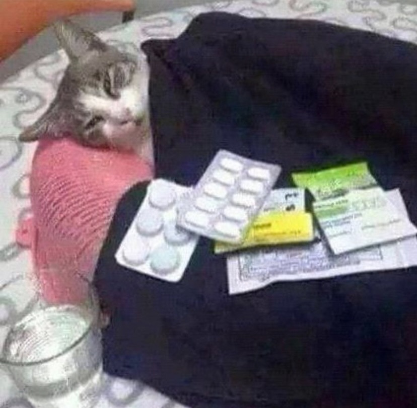 Punch Cat tweet media