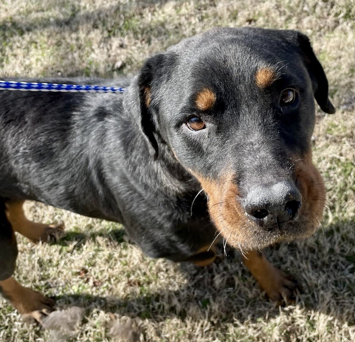 Arwen, another beautiful Rottie Mixie that is loving &amp; playful. Arwen is a young girl with limited time to be adopted or rescued. We really need to get Arwen  pledges and shares ASAP. If you can find it in your heart to pledge &amp; retweet for Arwen, it would be greatly appreciated