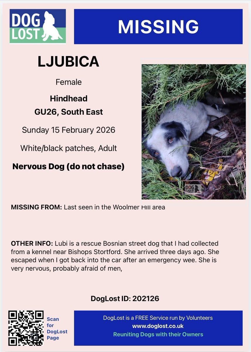 #Missing LJUBICA/LUBI is a rescue #Bosnian street dog who arrived 3 days ago.

She escaped the car in Woolmer Hill area, Hindhead, East #Hampshire #GU26
Owners don't have social  media &amp; are elderly

Ljubica is very nervous of men as had an awful life in Bosnia #stolendoghour