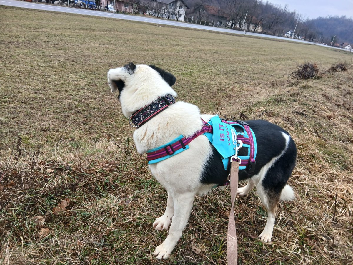 MissingPetsGB's tweet photo. #Missing LJUBICA/LUBI is a rescue #Bosnian street dog who arrived 3 days ago.

She escaped the car in Woolmer Hill area, Hindhead, East #Hampshire #GU26
Owners don't have social  media &amp; are elderly

Ljubica is very nervous of men as had an awful life in Bosnia #stolendoghour https://t.co/gWI2SOqVCg