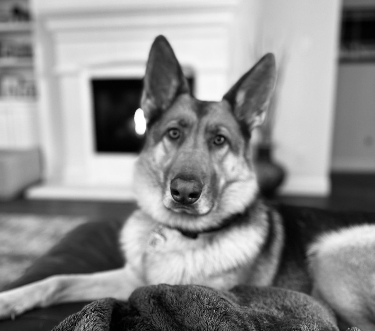 KateSmith214's tweet image. He is trying to identify as a good boy. #NotFooled #GermanShepherd