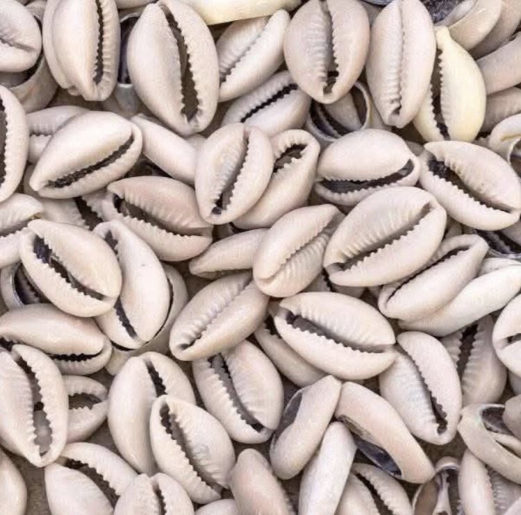 Coweries are important in spiritual realm, cause it’s a spiritual money

No body goes to the mariners without coweries
There are many uses of cowries 

Putting cowries in your wallet attracts money expecially original cowries

#DadaNwaMmiri