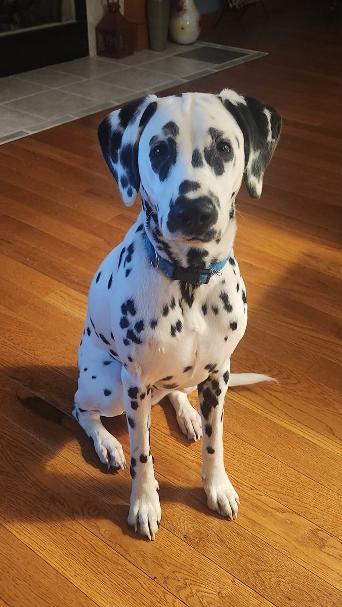 Tod Harris tweet media