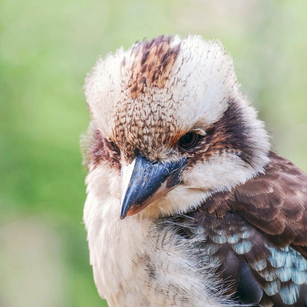 Amorphousbeing's tweet photo. Kookaburra perched in the Dandenong Ranges, Victoria, Australia

More about me &amp; prints
https://t.co/MAslgMWGXS

#DandenongRanges #LaughingKookaburra #MelbourneNature https://t.co/HwzMXPd2cW