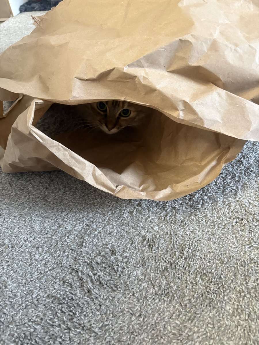 I’ve spent a lot of money on cat toys but all she wants to play with is butcher paper