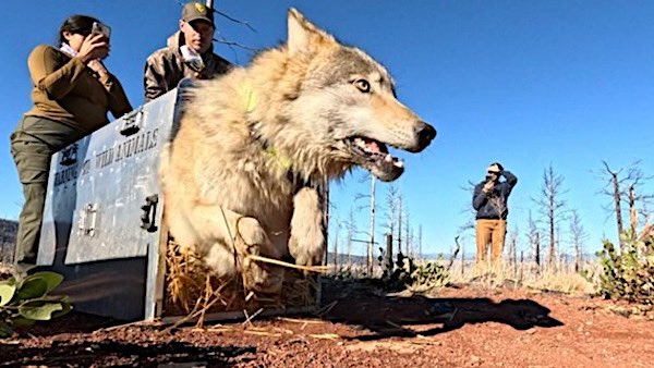 ATWAofficial's tweet photo. A yearling female gray wolf from the Whaleback pack is released after capture and collaring in Siskiyou County. Photo courtesy of California Wolf Project.

https://t.co/3RYviUP11U https://t.co/Ks5FGmXUYk