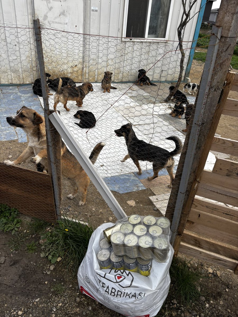 cansin811's tweet photo. Arkadaşlar ben imkanlarım dahilinde bir kaç gün idare edecek hem yaş, hem kuru mama bıraktım.

Çoğu bebek, toplam 16 köpek var.

Dursun Bey yaklaşık 1 ay daha orada ve ayrılmak zorunda kalacak.

Ayrılınca 2 tanesini yanına alabiliyor.

Yavruları da belediye alacak ve hiçliğe gidecekler.

El uzatan, onları kurtaran olmaz mı?

Ulaşamaz mıyız birilerine?