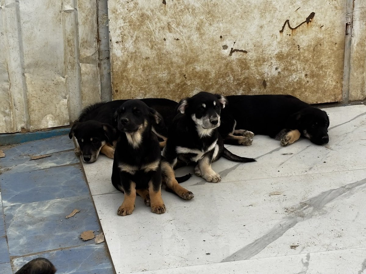 cansin811's tweet photo. Arkadaşlar ben imkanlarım dahilinde bir kaç gün idare edecek hem yaş, hem kuru mama bıraktım.

Çoğu bebek, toplam 16 köpek var.

Dursun Bey yaklaşık 1 ay daha orada ve ayrılmak zorunda kalacak.

Ayrılınca 2 tanesini yanına alabiliyor.

Yavruları da belediye alacak ve hiçliğe gidecekler.

El uzatan, onları kurtaran olmaz mı?

Ulaşamaz mıyız birilerine?