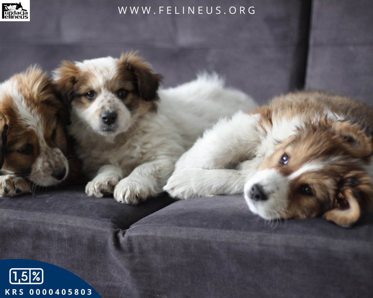 Ciekawski i rezolutny psiak czeka na dom ❣️

Bobik piesek urodzony w grudniu 2025 r. To psi przywódca, najodważniejszy z rodzeństwa, zawsze pierwszy tam gdzie tylko się coś dzieje. Kocha człowieka i wspólne zabawy. Bobik odnajduje się w kocim towarzystwie.
Piesek jest