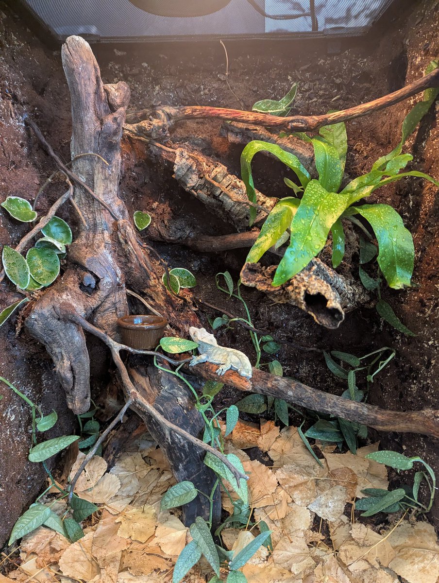 Concentrated Lizard Autism tweet media