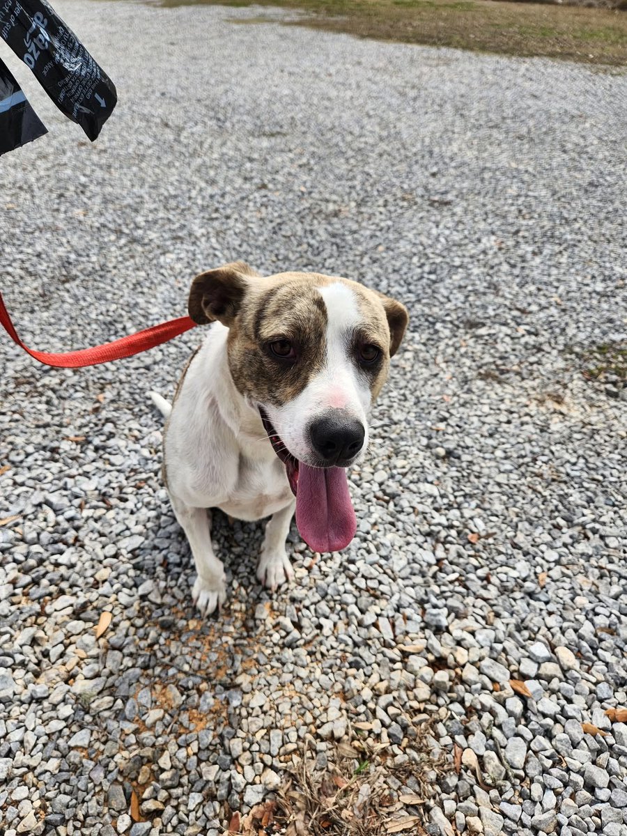 LabTitus's tweet photo. Had to post another baby looking for a home, Squirmy!! He's cutee!! 
Link to full video and FB post. As well as adoption application. This is in Mobile, Alabama! 
https://t.co/9qFJSSEigy

Adoption application link:
https://t.co/PZKcqcMiHq https://t.co/aDyTIaaay2