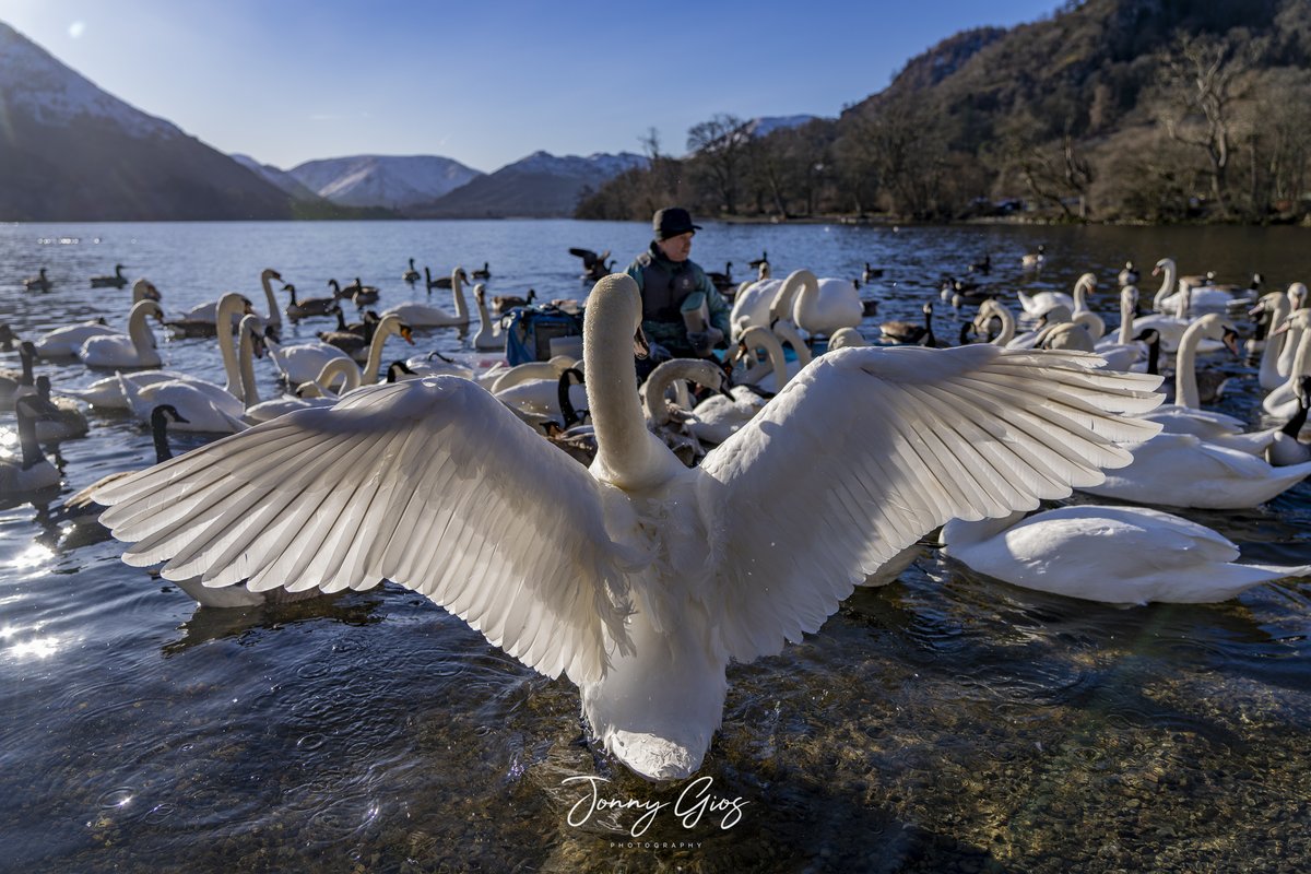 Jonny Gios tweet media