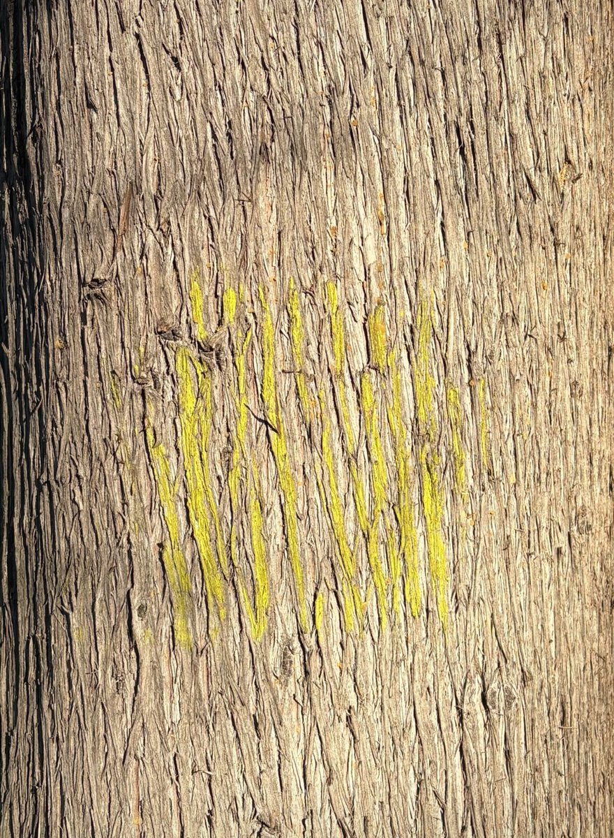 TanoThor's tweet photo. Abbi cura di Te !!!
Sii sempre quell'albero, che malgrado i "segni" che sopporta addosso e che danno colore alla sua vita, cresce robusto e magnificente.
Abbi cura di Te !!!

(Inapiration e ph SF) https://t.co/Kh7TLsinaG