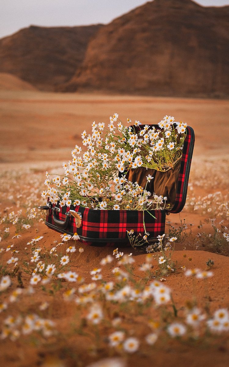 تستاهلون 800 متابع👏