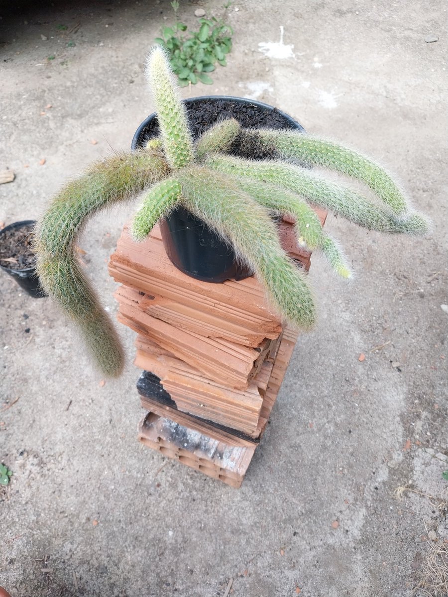 tsantoscardoso2's tweet photo. Colocando mais um cacto na casa, no caso o cacto rabo de macaco, agora é correr atrás e colocar mais alguns, gosto demais dessas plantas #cacto #cactorabodemacaco #garden #meuquintal #nature https://t.co/2fuHR680Cc